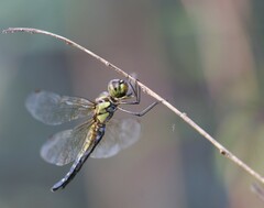 Hydrobasileus brevistylus