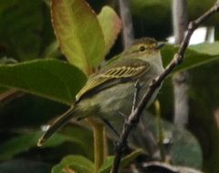 Zimmerius albigularis