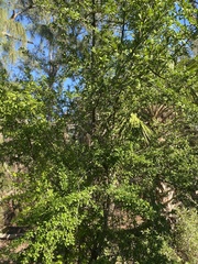 Sideroxylon reclinatum