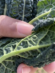 Aleyrodes proletella