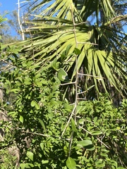 Sideroxylon reclinatum