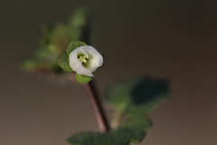 Veronica panormitana