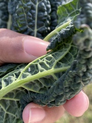 Aleyrodes proletella