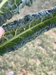 Aleyrodes proletella