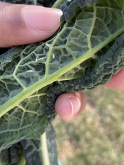 Aleyrodes proletella