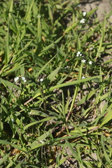 Buglossoides arvensis