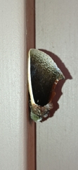 Gonodonta