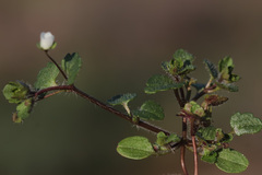 Veronica panormitana