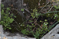 Veronica panormitana