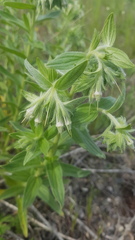 Lithospermum occidentale