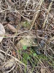 Lampropeltis holbrooki