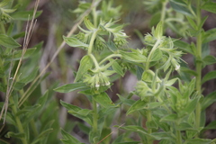 Lithospermum occidentale