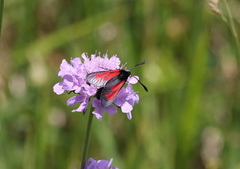 Zygaena minos