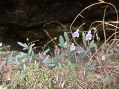 Streptocarpus decipiens