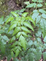 Daucus elegans image