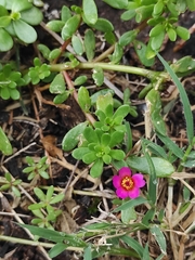 Portulaca cryptopetala