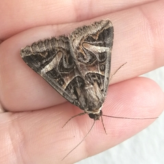 Cerocala vermiculosa