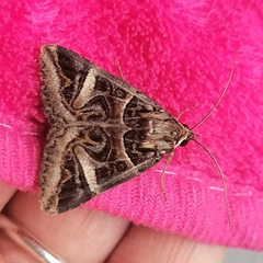 Cerocala vermiculosa