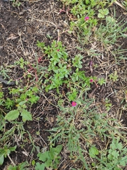 Portulaca cryptopetala