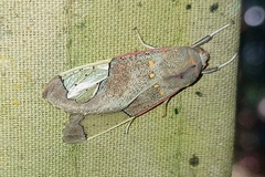 Bertholdia