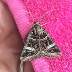 Cerocala vermiculosa