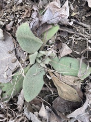 Stachys byzantina