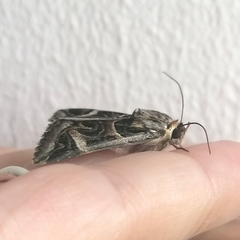 Cerocala vermiculosa