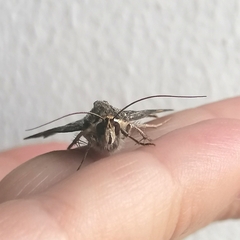 Cerocala vermiculosa