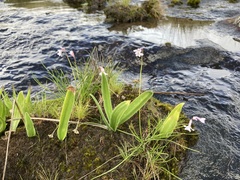 Tulbaghia