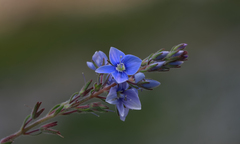 Veronica leiocarpa