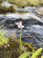 Tulbaghia