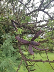 Vachellia astringens