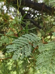 Vachellia astringens