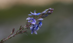 Veronica leiocarpa