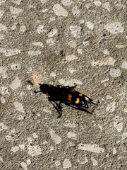 Nicrophorus carolina