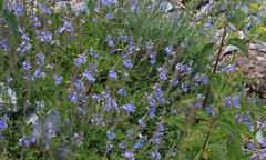 Veronica leiocarpa
