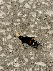 Nicrophorus carolina