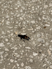Nicrophorus carolina