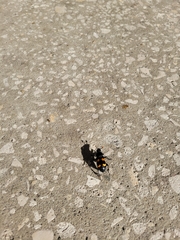 Nicrophorus carolina