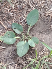 Dorstenia brasiliensis