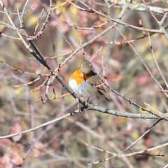 Erithacus rubecula