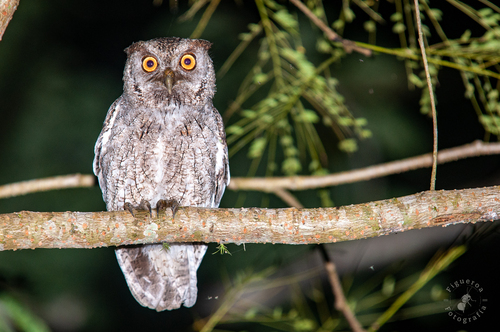 Pacific Screech-owl