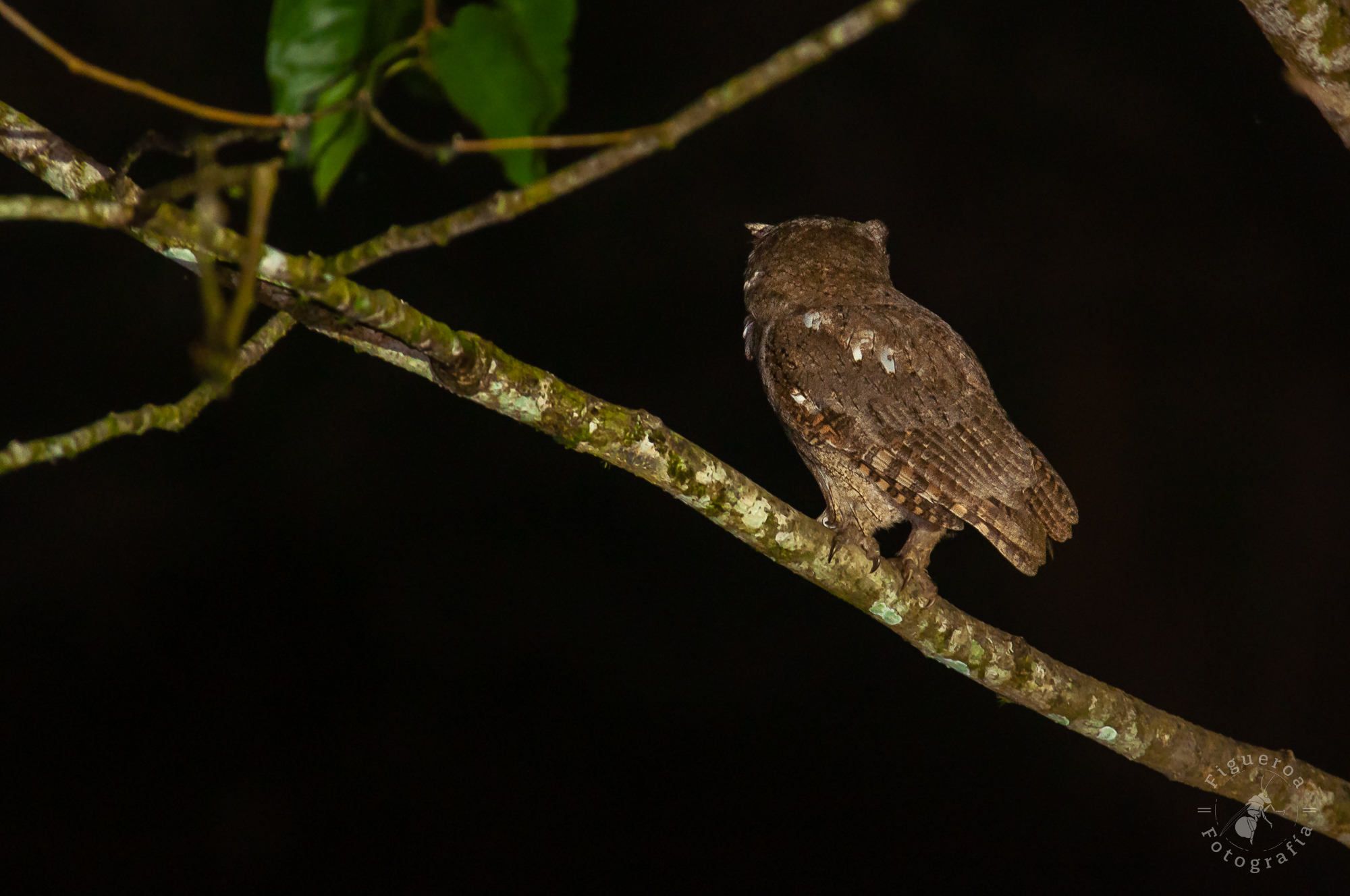Pacific Screech-Owl illustration