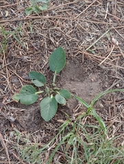 Dorstenia brasiliensis