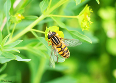 Helophilus latifrons