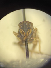 Aphrodinae