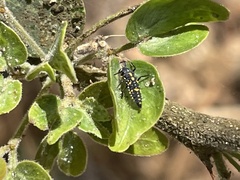 Olla v-nigrum