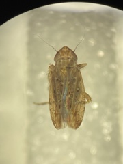 Aphrodinae