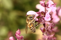 Apis mellifera