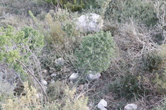 Asparagus mariae